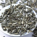 Export nach Ägypten Songs Foods Hybrid Sunflower Seeds Sonnenblumenkerne Vogelfutter